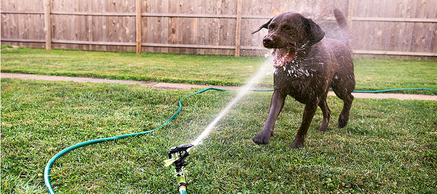 garden hose