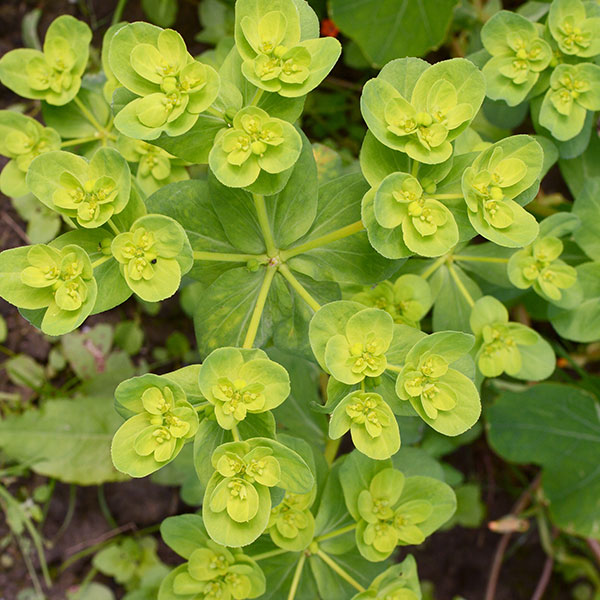 euphorbia