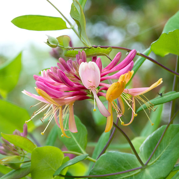 honeysuckle