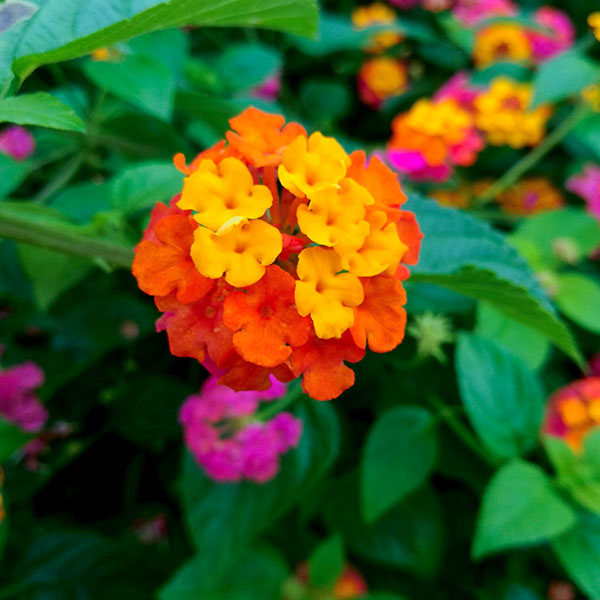 LANTANA