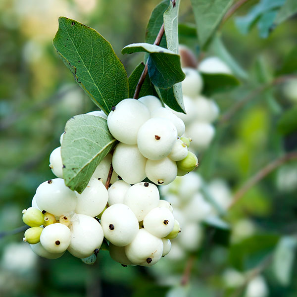 snowberry