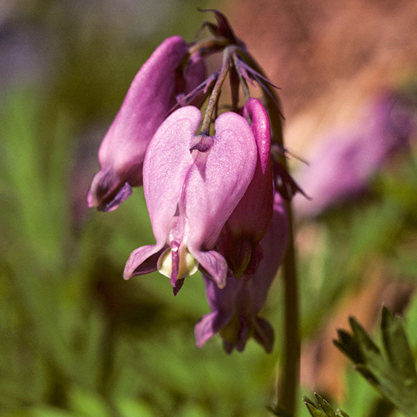 western bleeding heart