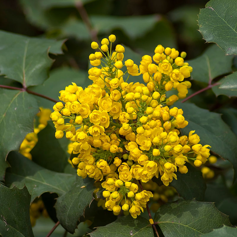 mahonia