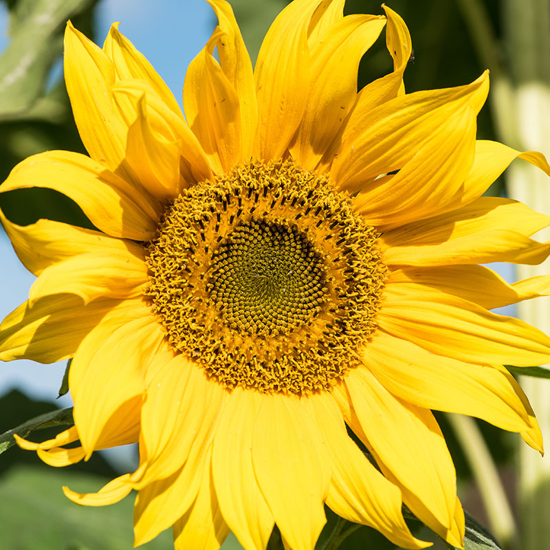 sunflowers