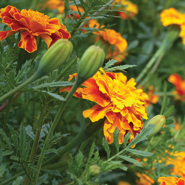marigold