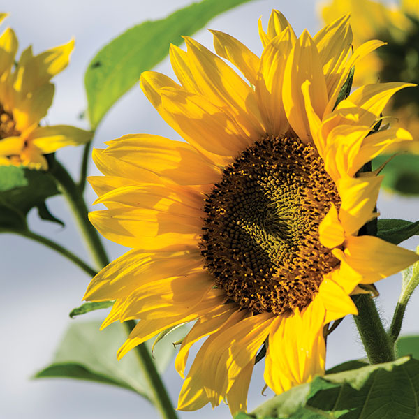 sunflower