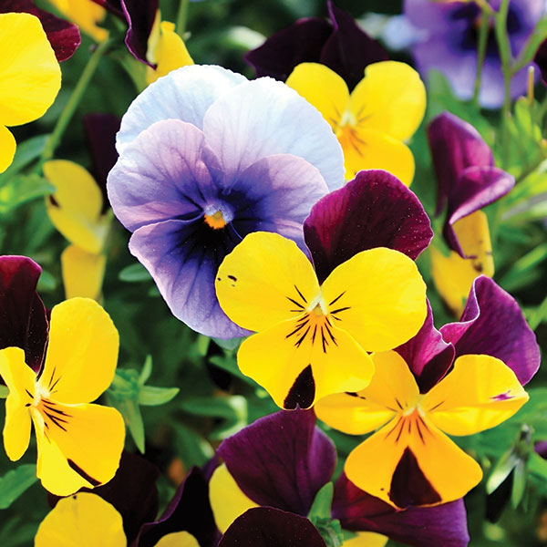 viola