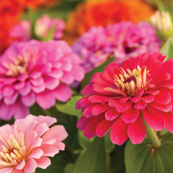 zinnia