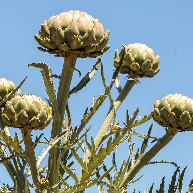 artichoke