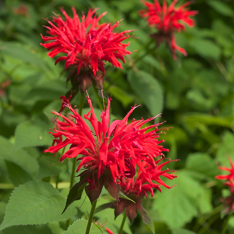 bee balm