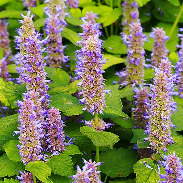 hummingbird mint