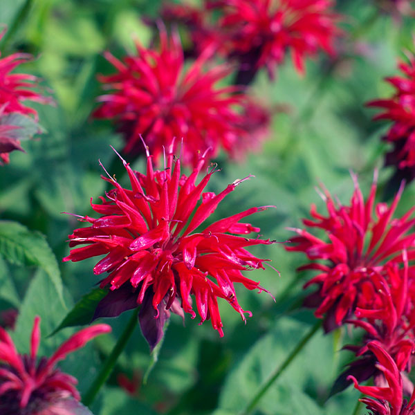 bee balm