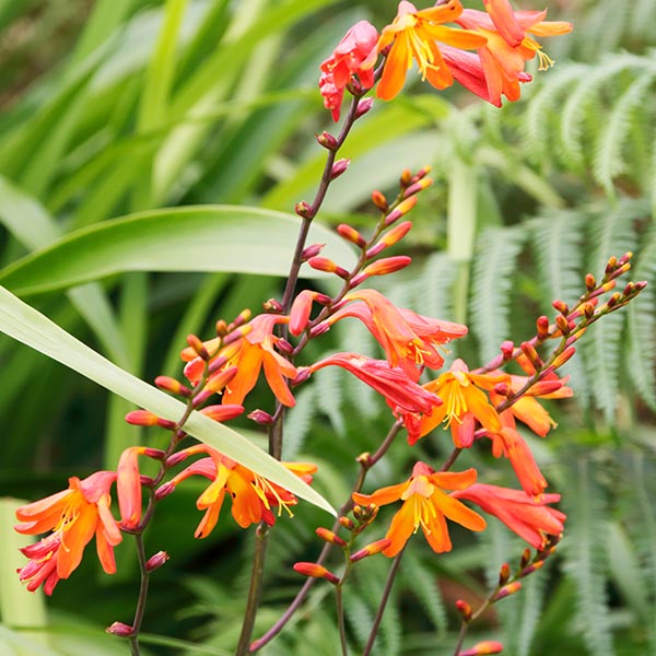 crocosmia