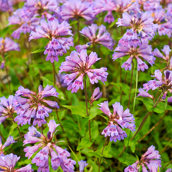 penstemon