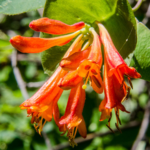 honeysuckle