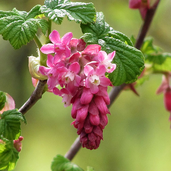 currant