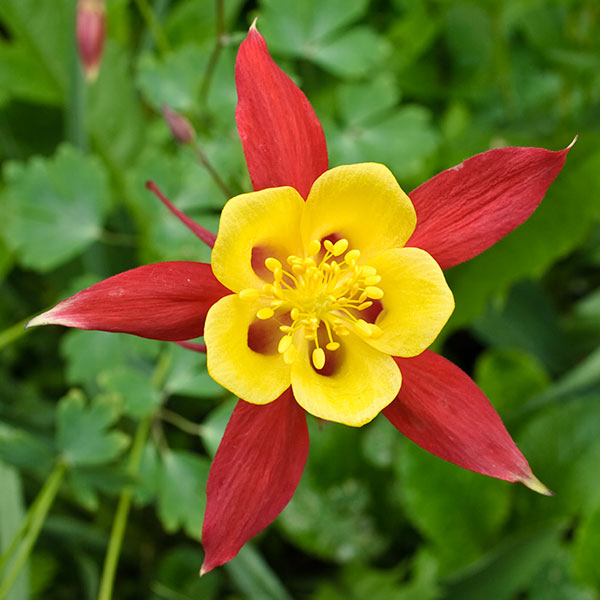 columbine