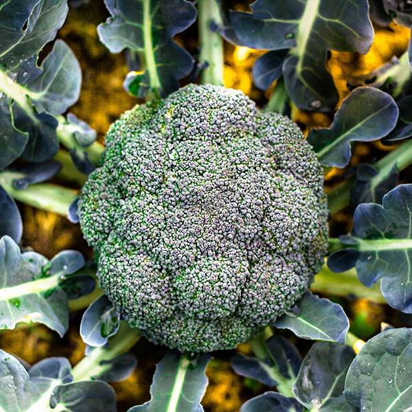 brocolli