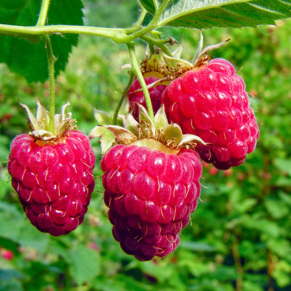 fruit bush