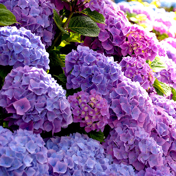 hydrangea