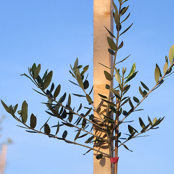 new trees