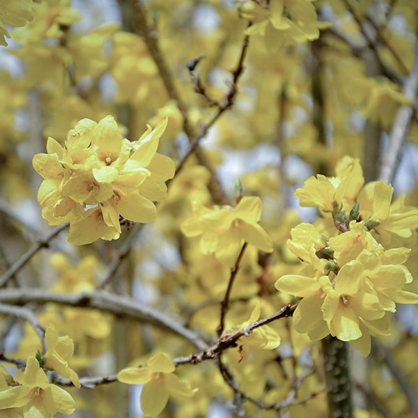 forsythia