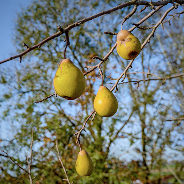 apple and pear