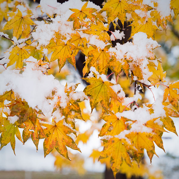 japenese maples