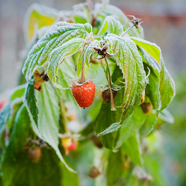 summer raspberries