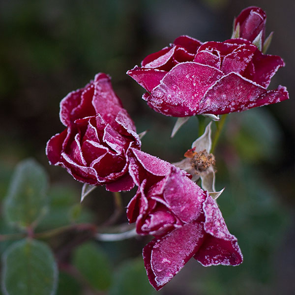 Hybrid Tea Roses