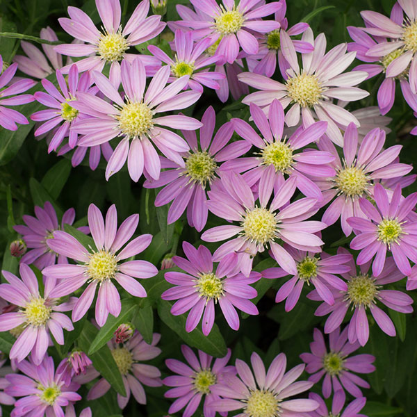 chrysanthemum