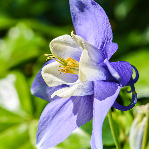 columbine