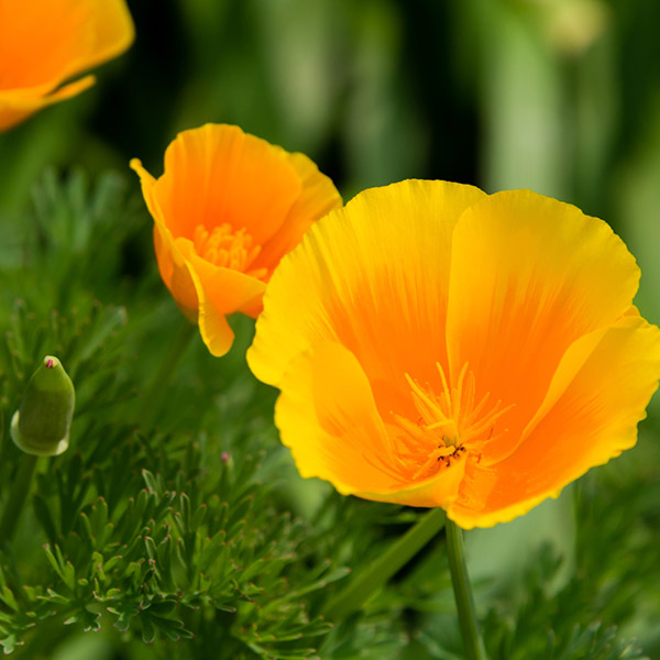 poppy