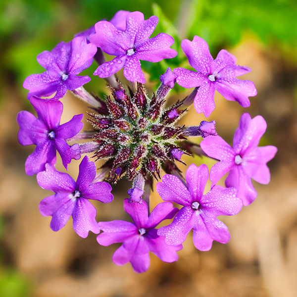 verbena