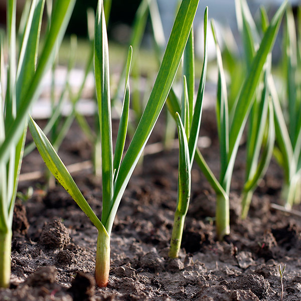 garlic