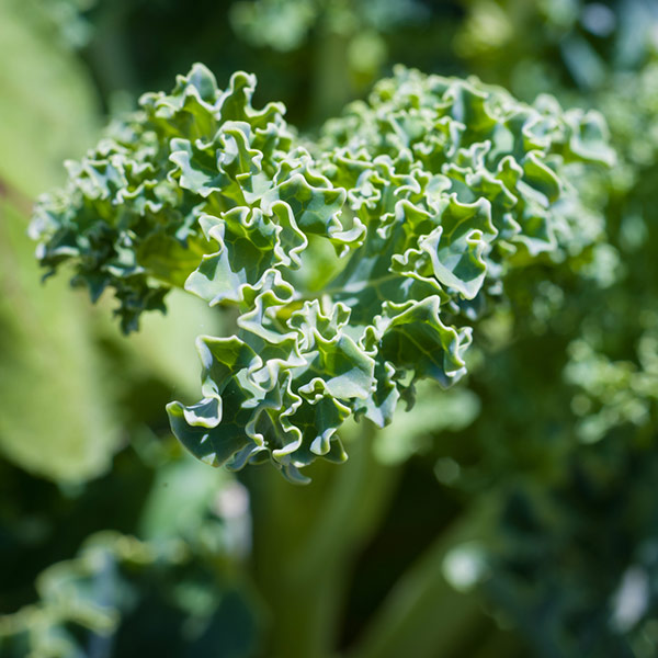 kale