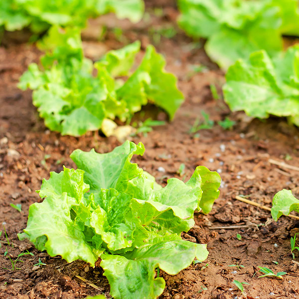 lettuce