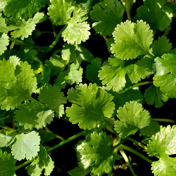 parsley