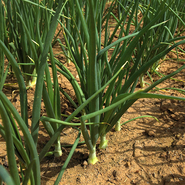 scallions