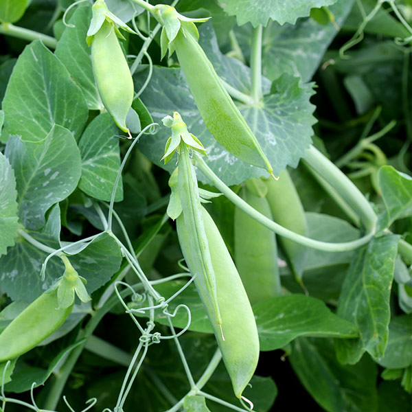 snap peas