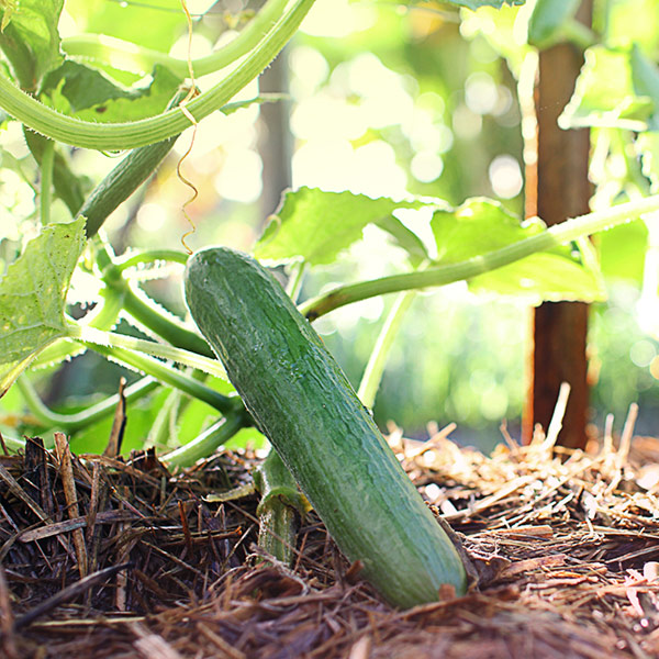cuccumber