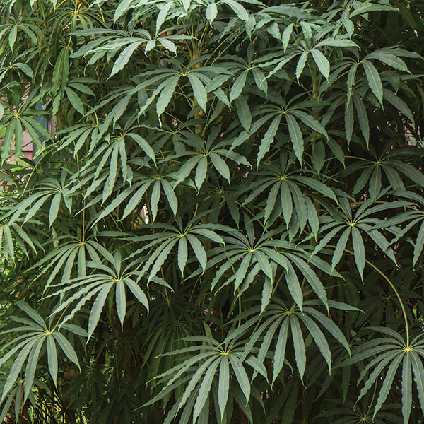 schefflera