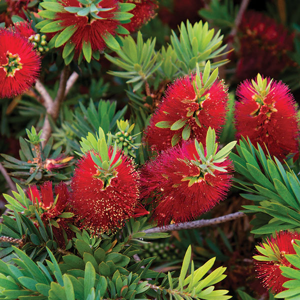 bottlebrush