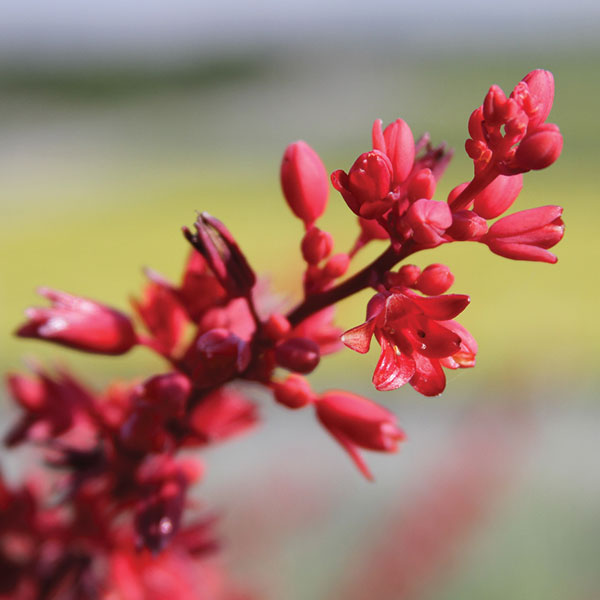 red yucca