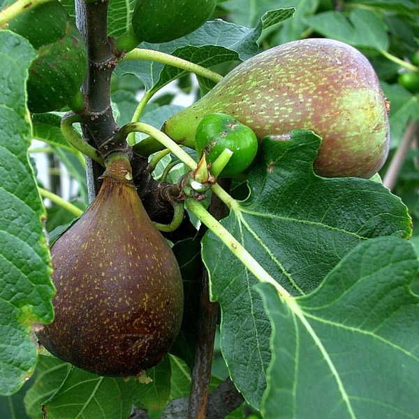 fig