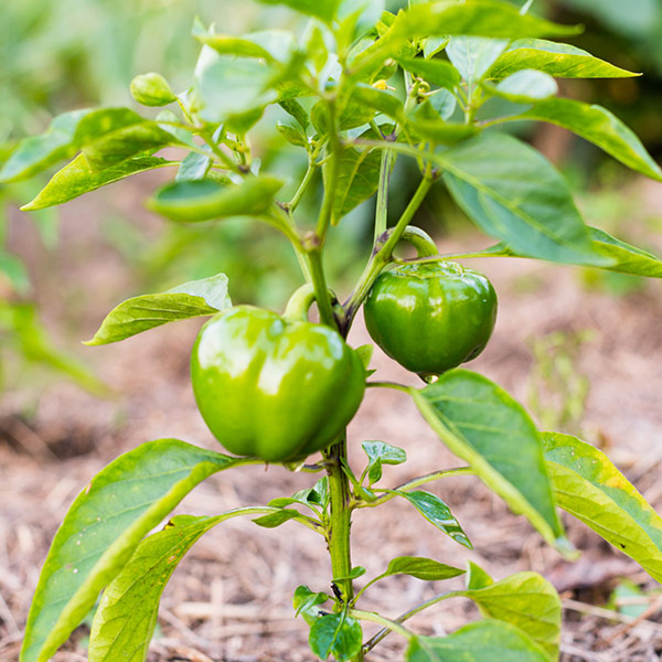 peppers