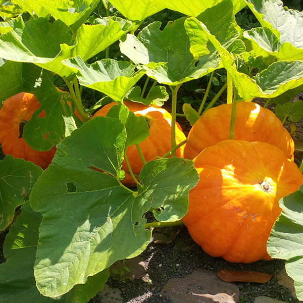 pumpkin