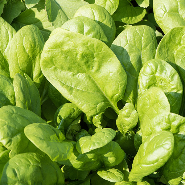 spinach