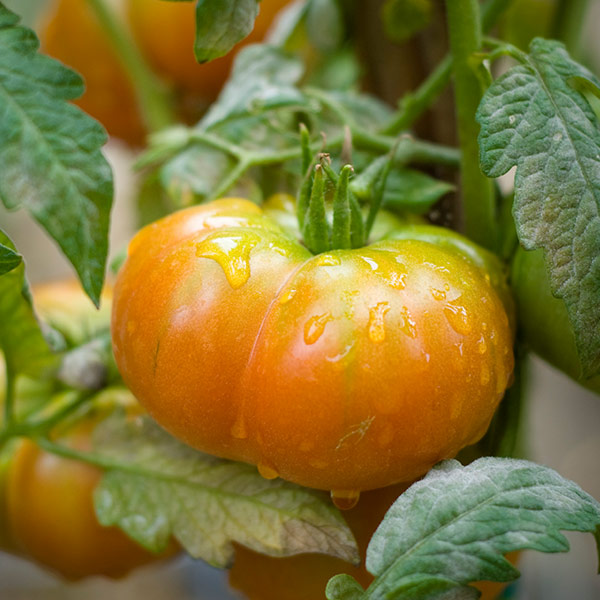 TOMATO