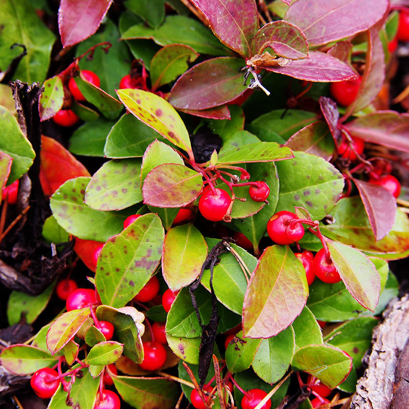 wintergreen